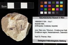 Foto (Objket + Etiketten) von Isopoda indet. 